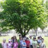46 Nasze wiosenne drzewo