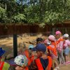 Jedziemy do ZOO - Lisów 