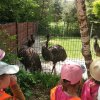 Jedziemy do ZOO - Lisów 