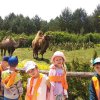 Jedziemy do ZOO - Lisów 