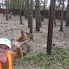 Jedziemy do ZOO - Lisów 