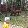 Jedziemy do ZOO - Lisów 