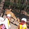 Jedziemy do ZOO - Lisów 