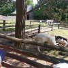 Jedziemy do ZOO - Lisów 