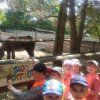 Jedziemy do ZOO - Lisów 