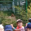 Jedziemy do ZOO - Lisów 