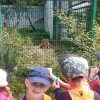 Jedziemy do ZOO - Lisów 
