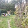 Święto Pieczonego Ziemniaka 