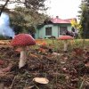 Dzień Pieczonego Ziemniaka