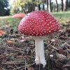 Dzień Pieczonego Ziemniaka