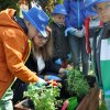 „Zielone ogródki przedszkolaków”