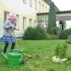 6. Dzień drzewa