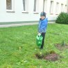 6. Dzień drzewa
