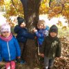 Adoptujemy drzewo - dąb "Staś"