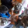 Jeżyki sensorycznie