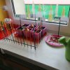 Jeżyki zakładają zielony ogródek